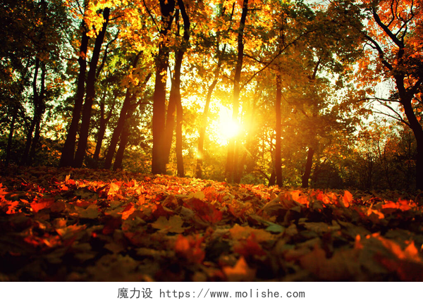 在秋天的背景下落日洒下来美丽的秋天背景，黄红相间的叶子.